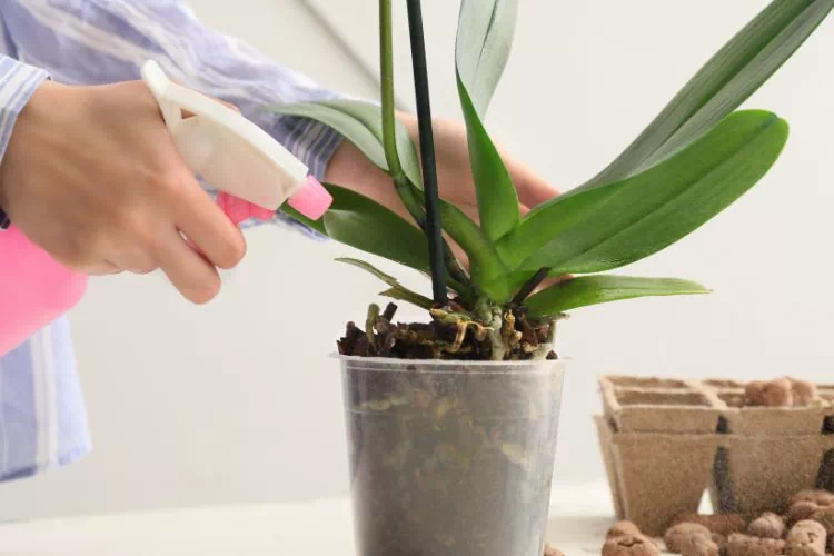 Arrosage d'une orchidée