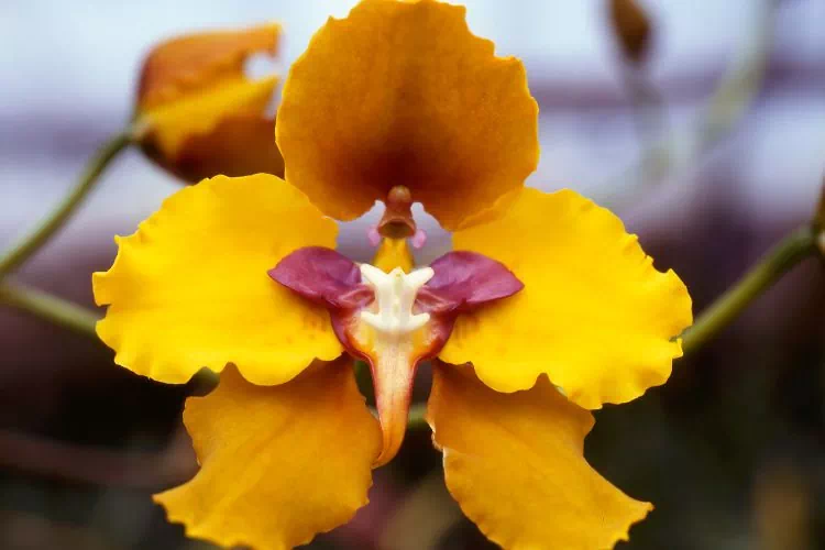 Orchidée Oncidium