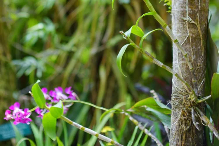 Orchidée épiphyte (s'accrochant à un arbre)