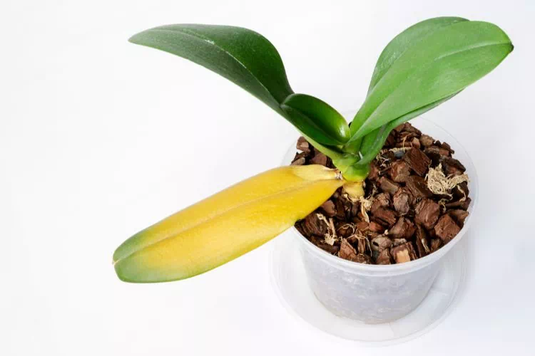 Orchidée malade avec une feuille jaune