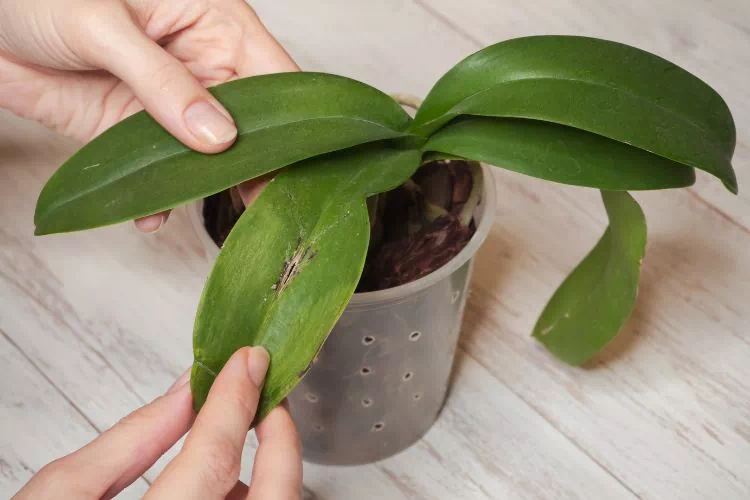 Orchidée malade dont les feuilles sont abimées