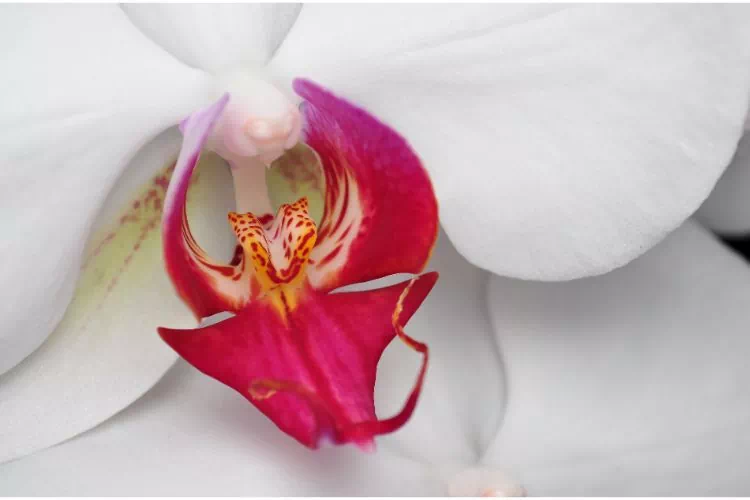 Orchidée Phalaenopsis : gros plan