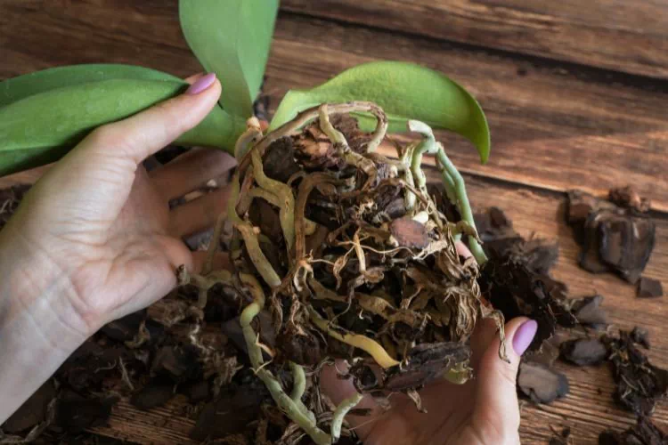 Racines mortes d'orchidée