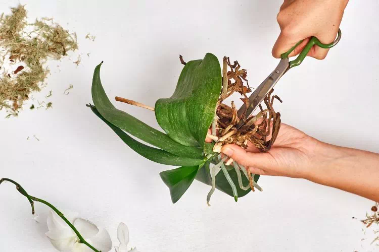Taille des racines mortes d'une orchidée