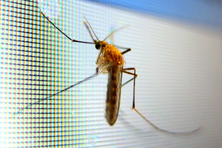 Moustique bloqué par une barrière anti-moustique