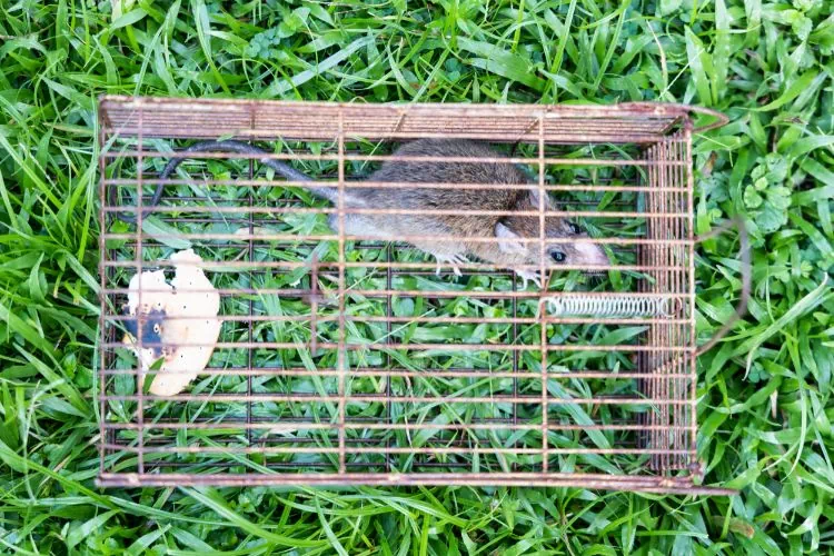 Cage pour attraper les rats