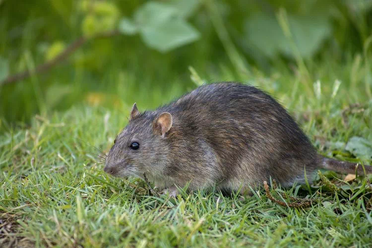 Rat des champs se déplaçant dans l'herbe