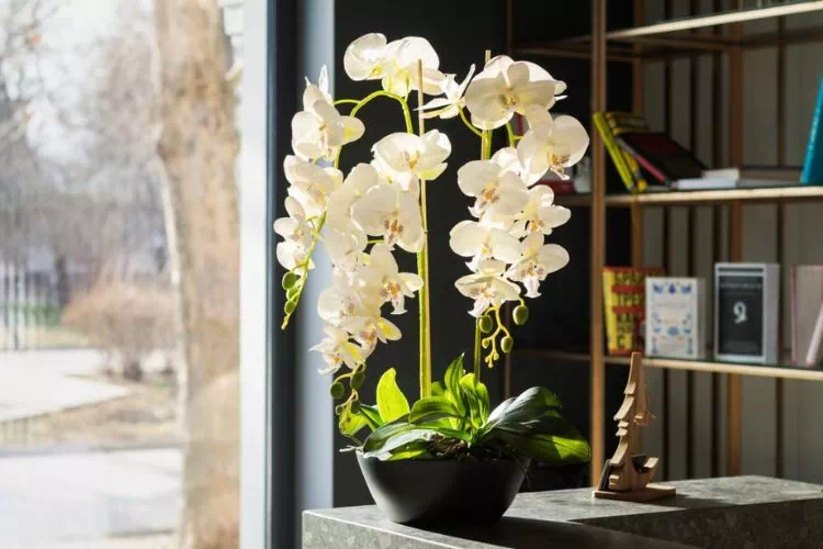 Orchidée près d'une fenêtre sur un meuble