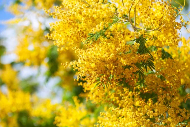 Acacia Dealbata en fleur