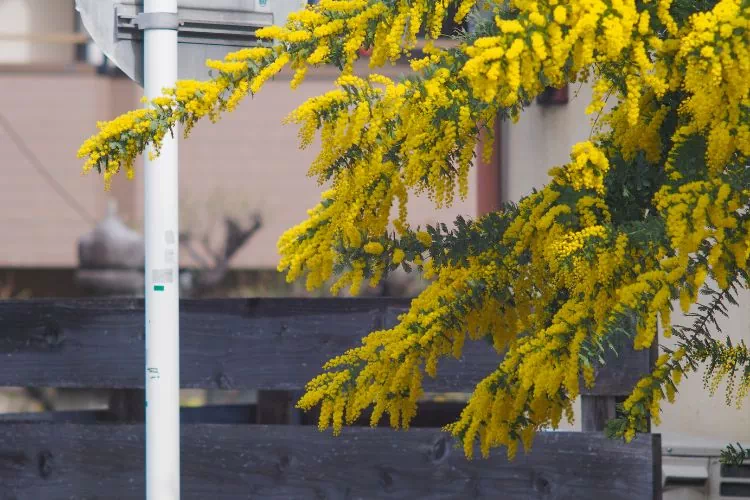 Fleurs d'un Acacia Dealbata