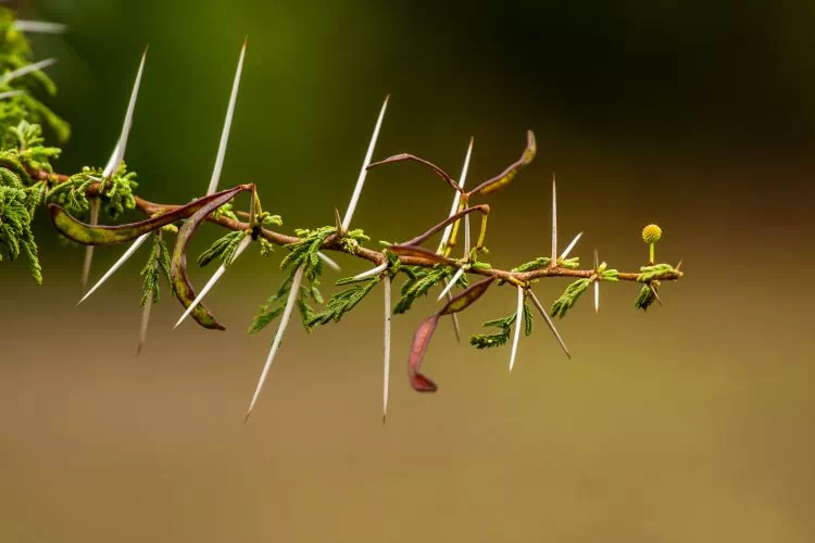 Épines de l'Acacia Nilotica