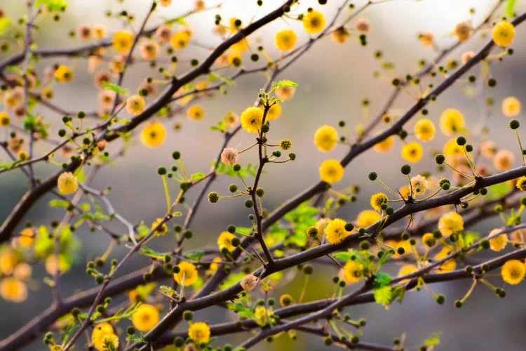 Fleurs d'Acacia Nilotica