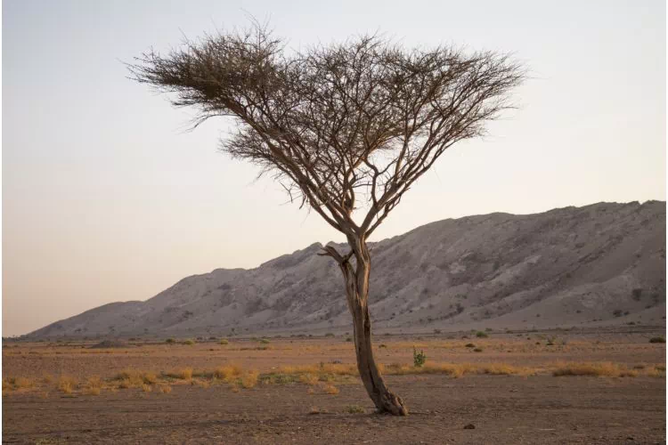 Acacia Tortilis sur un terrain pauvre