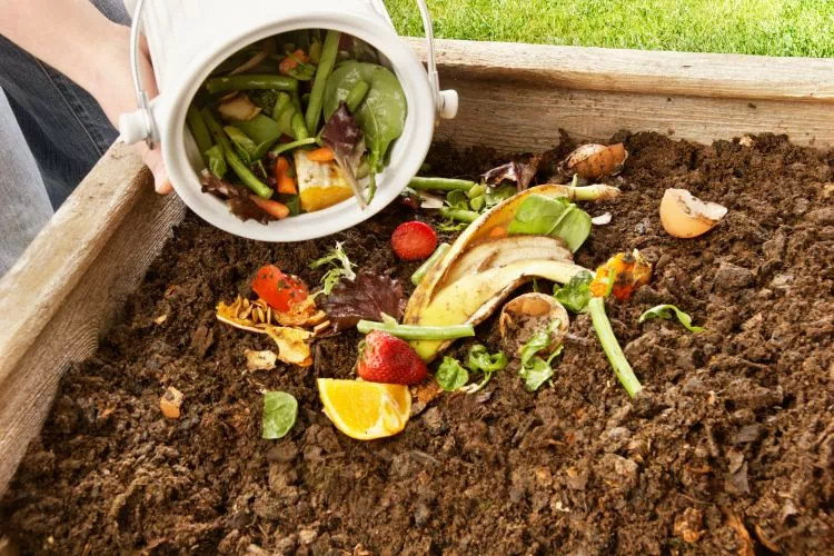 Personne versant des déchets de fruits et légumes dans un bac à compost