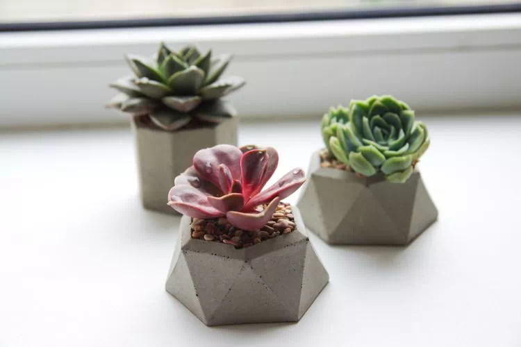 Trois succulentes en pot