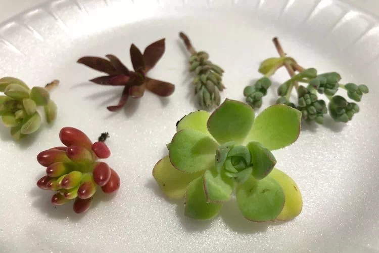 Feuilles coupées de succulentes