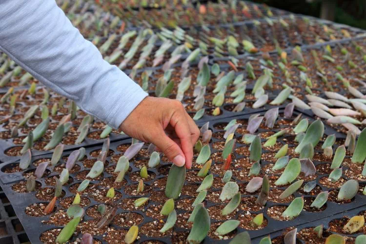Bouturage classique de plantes grasses