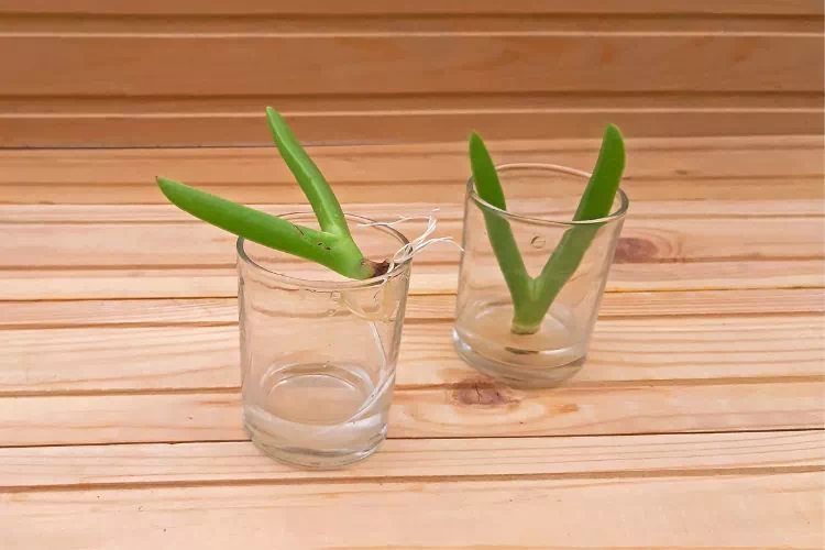 Succulente bouturée dans de l'eau