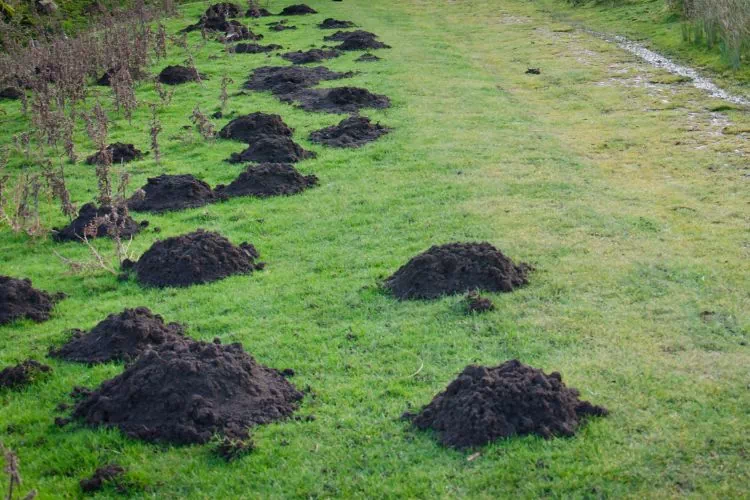 Prairie couverte de taupinières