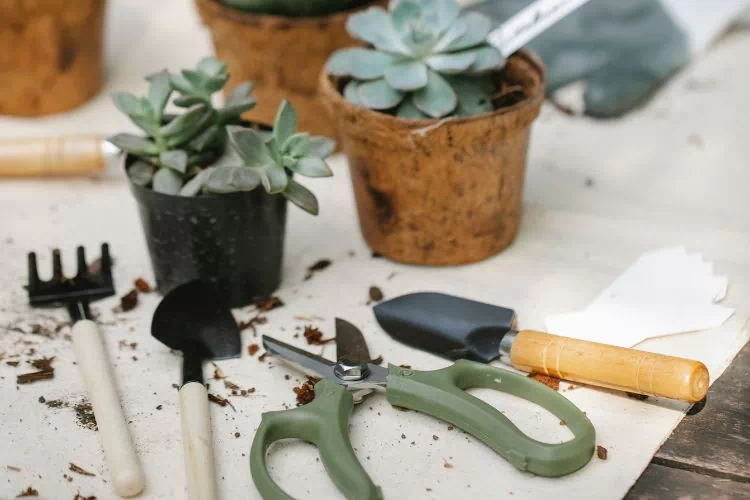 Matériel pour le bouturage