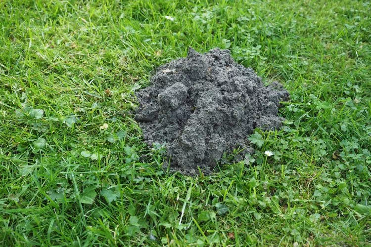 Taupinière : motte de terre créée par une taupe