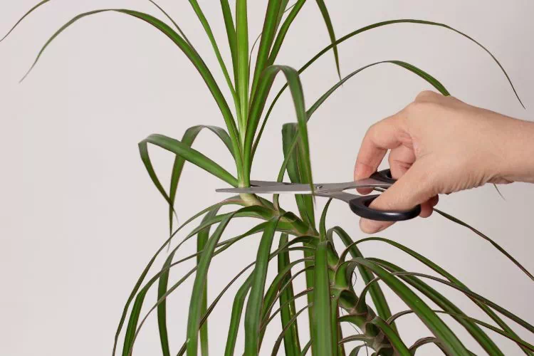 Taille d'un dracaena marginata pour le bouturer