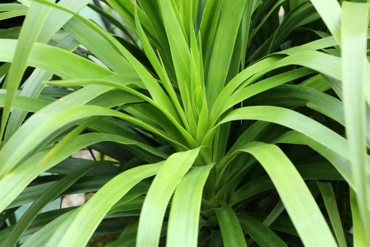 Jolie dracaena marginata