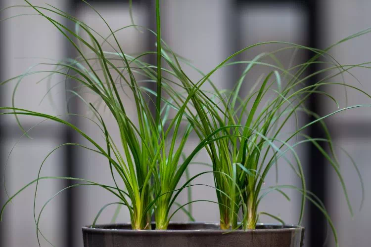Dracaena marginata en pot