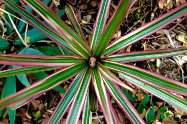 Dracaena marginata rose et vert