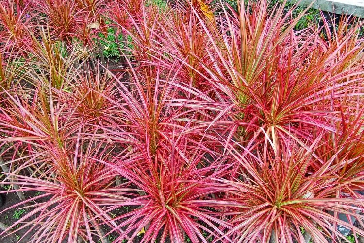 Dracaena marginata rouge