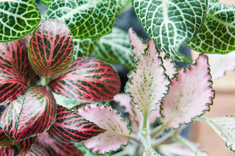 Fittonia : blanc, rose et vert