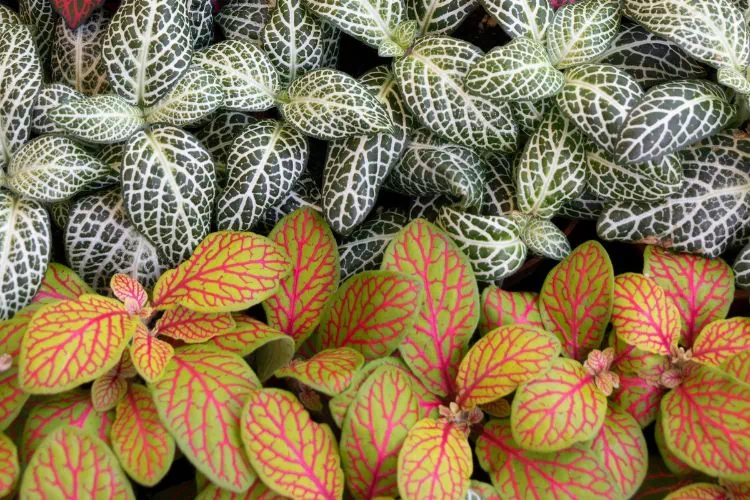 Deux sortes de fittonia : jaune et rose d'une part et vert et blanc d'autre part