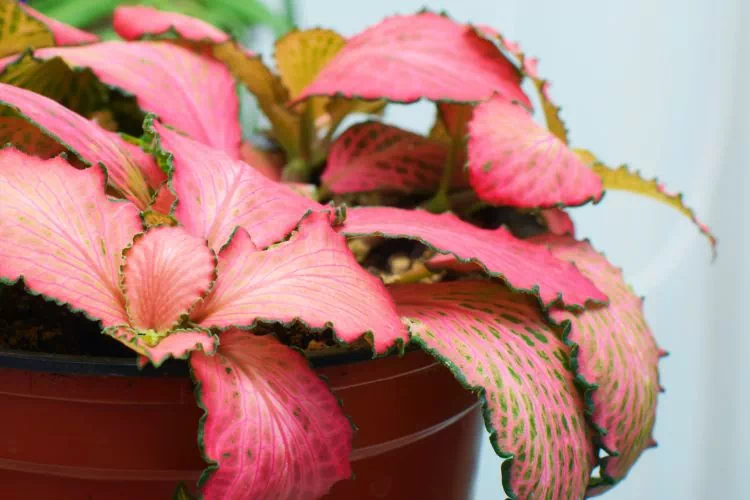 Fittonia rose et vert