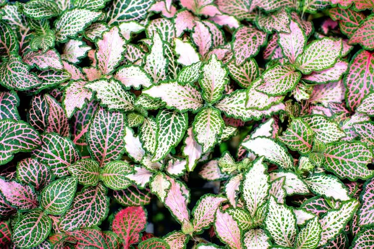 Fittonia couvrant vert et rose
