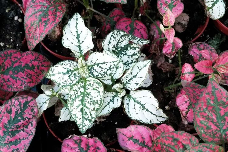Fittonia blanc tacheté