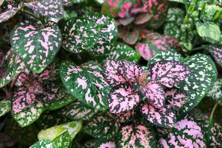 Fittonia vert et rose