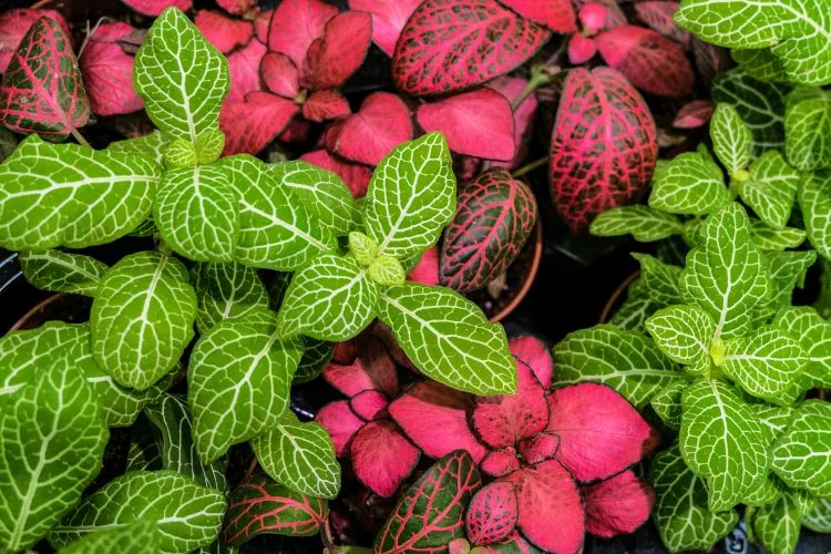 Fittonia vert et rouge