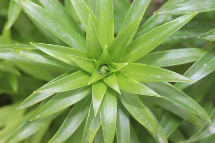 Gros plan sur un dracaena marginata