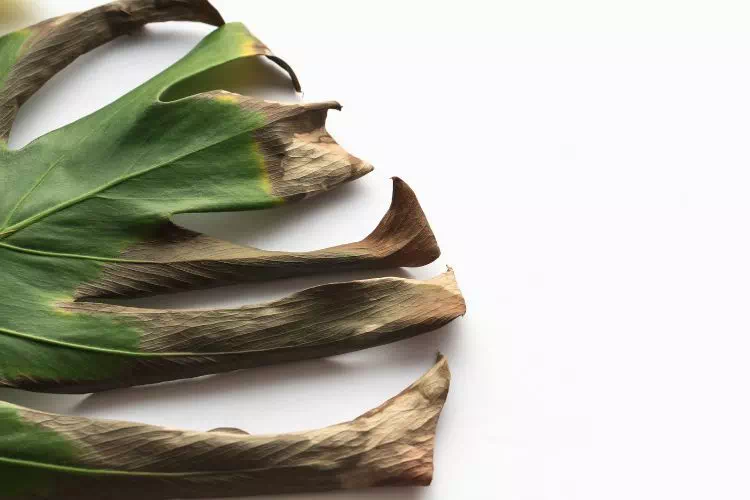 Feuille brune d'une monstera deliciosa