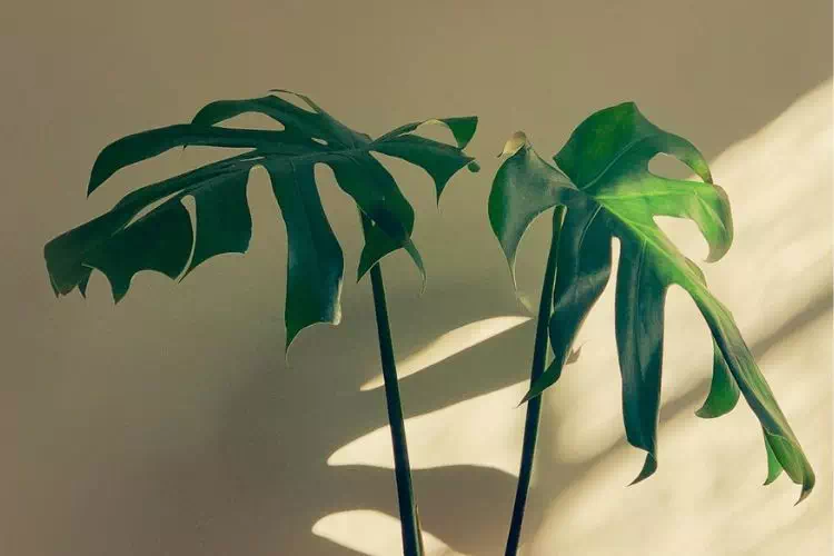 Monstera deliciosa aux feuilles molles et tombantes
