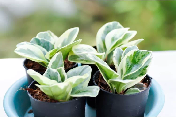 Quatre peperomia obtusifolia dans des petits pots