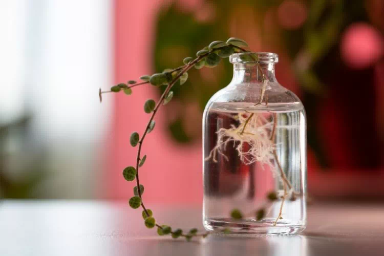 Bouturage d'un peperomia