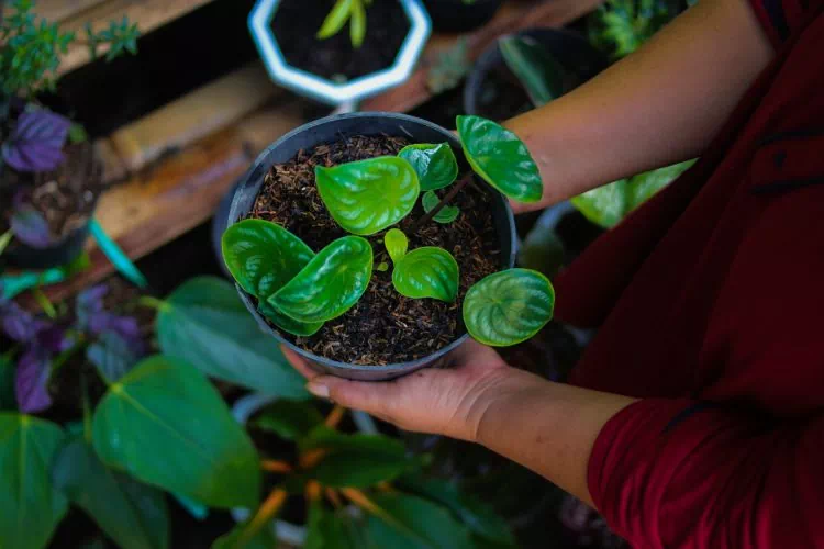 Peperomia argyreia mis en pot