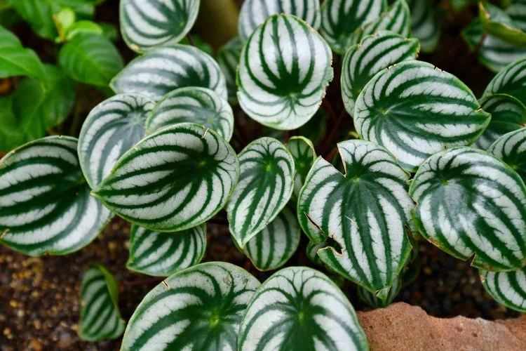 Peperomia argyreia