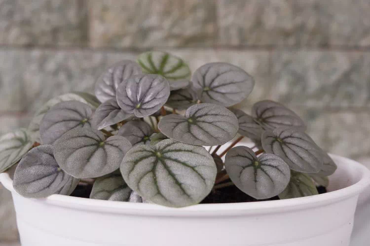 Peperomia caperata