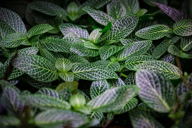 Peperomia griseoargentea ou gris-argenté