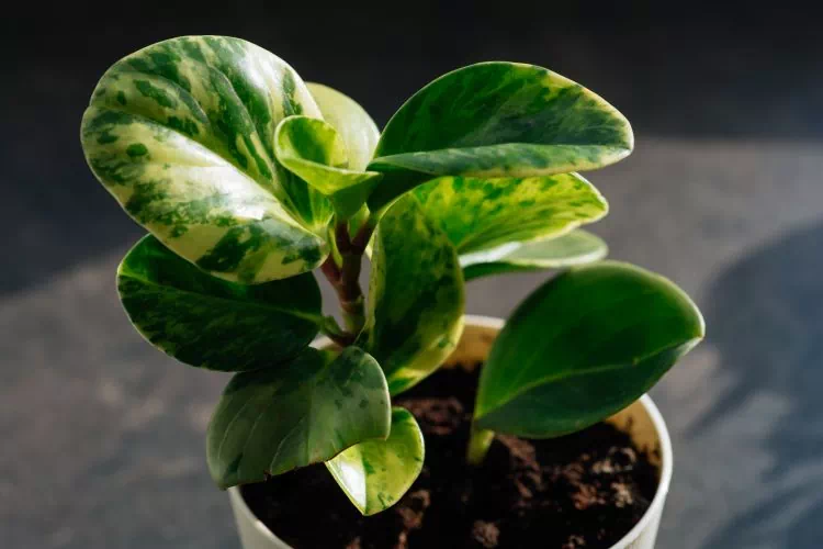 Peperomia obtusifolia dans un pot