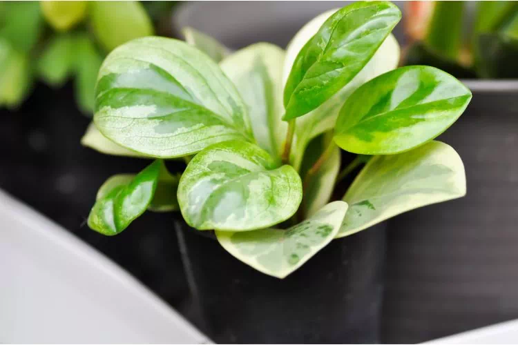 Peperomia obtusifolia