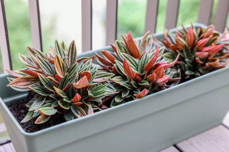 Peperomia rosso en pot