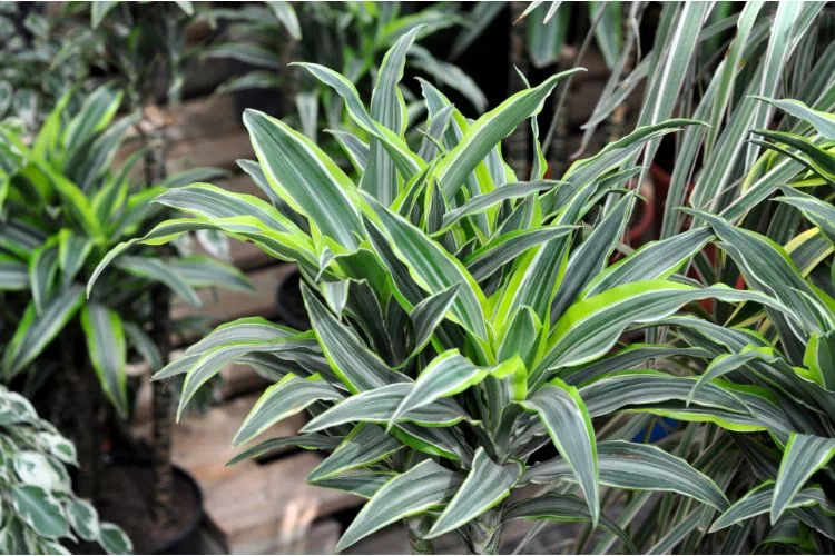 Dracaena deremensis plantée en pleine terre